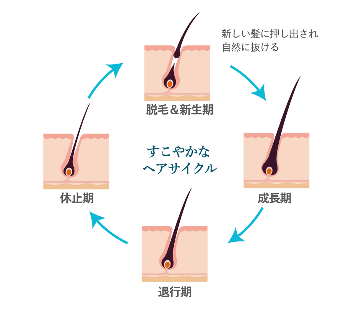 ヘアサイクル説明